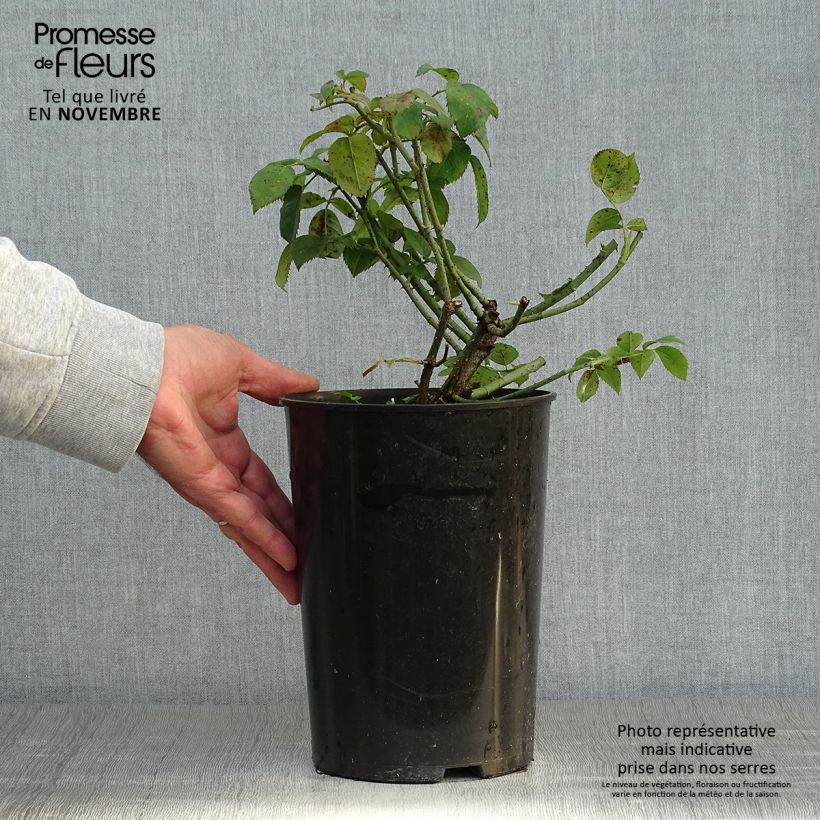 Exemplaar van Rosa Complicata - Historische roos Pot van 4 l/5 l zoals geleverd in de herfst