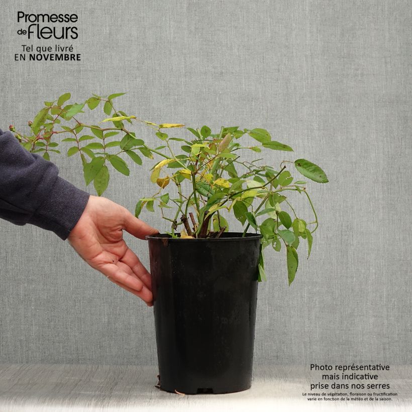Exemplaar van Rosa Cornelia - Historische roos Pot van 4 l/5 l zoals geleverd in de herfst