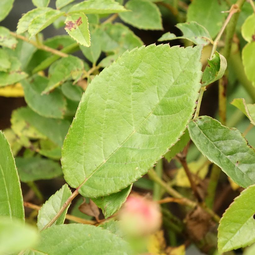 Rosa Cornelia - Historische roos (Blad)