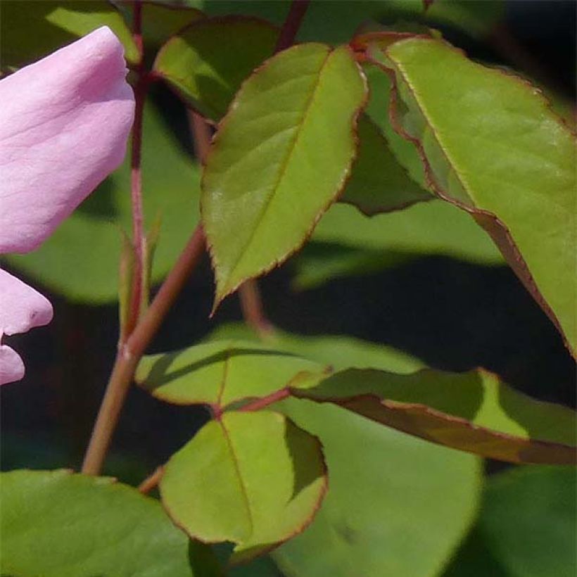Rosa Dainty Bess - Grootbloemige roos (Blad)