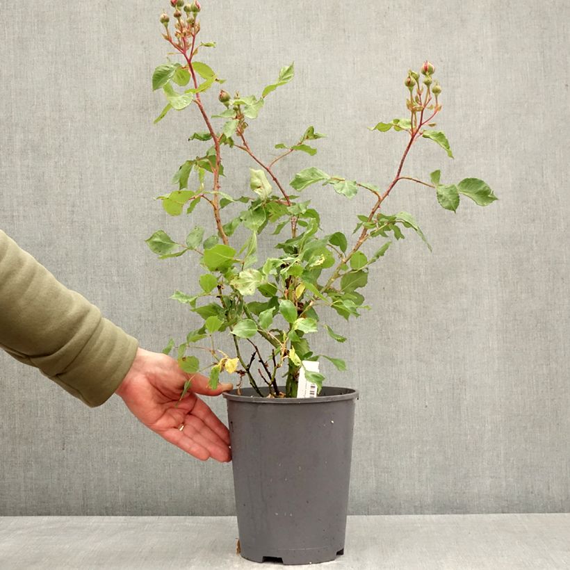 Exemplaar van Rosa Empereur du Maroc - Historische roos Pot van 4 l/5 l zoals geleverd in de lente