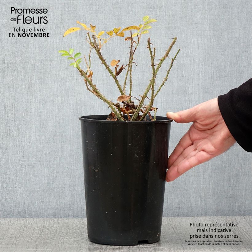 Exemplaar van Rosa F.J. Grootendorst - Hondsroos Pot van 4 l/5 l zoals geleverd in de herfst
