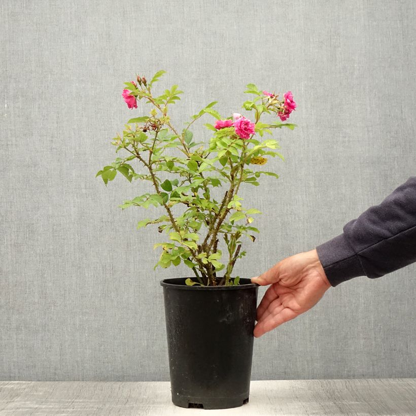 Exemplaar van Rosa F.J. Grootendorst - Hondsroos Pot van 4 l/5 l zoals geleverd in de zomer