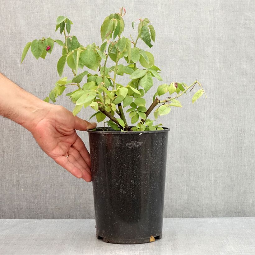 Exemplaar van Rosa Fantin-Latour - Historische roos Pot van 4 l/5 l zoals geleverd in de zomer