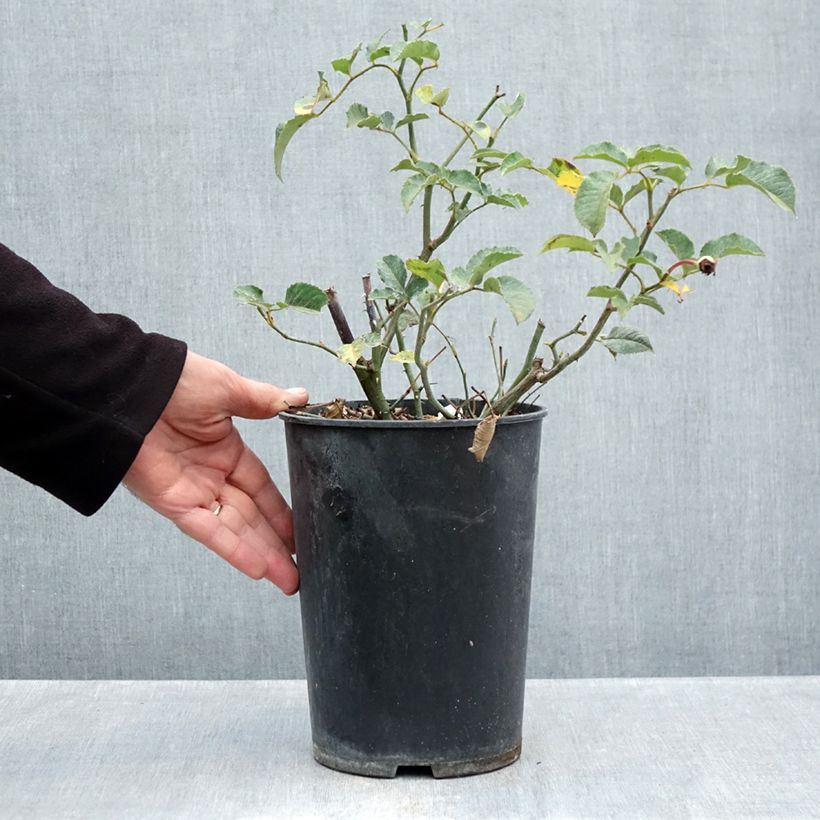 Exemplaar van Rosa Felicia - Muskusroos Pot van 4 l/5 l zoals geleverd in de herfst