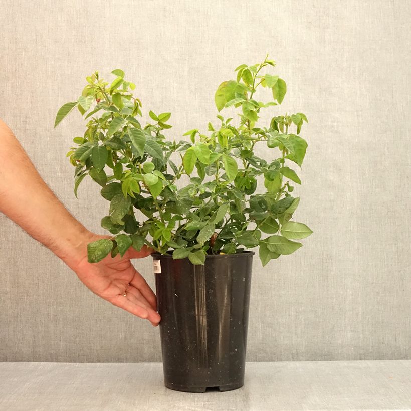 Exemplaar van Rosa Ferdinand Pichard - Historische roos Pot van 4 l/5 l zoals geleverd in de zomer