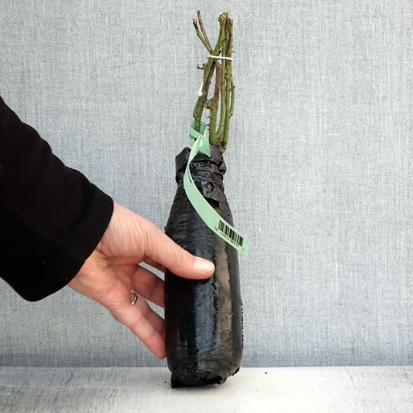 Exemplaar van Rosa Fragrant Old Yellow - Grootbloemige roos In kluit zoals geleverd in de winter