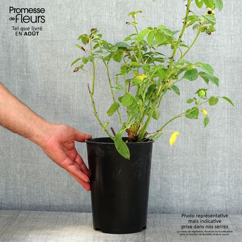 Exemplaar van Rosa Fragrant Old Yellow - Grootbloemige roos Pot van 4 l/5 l zoals geleverd in de zomer