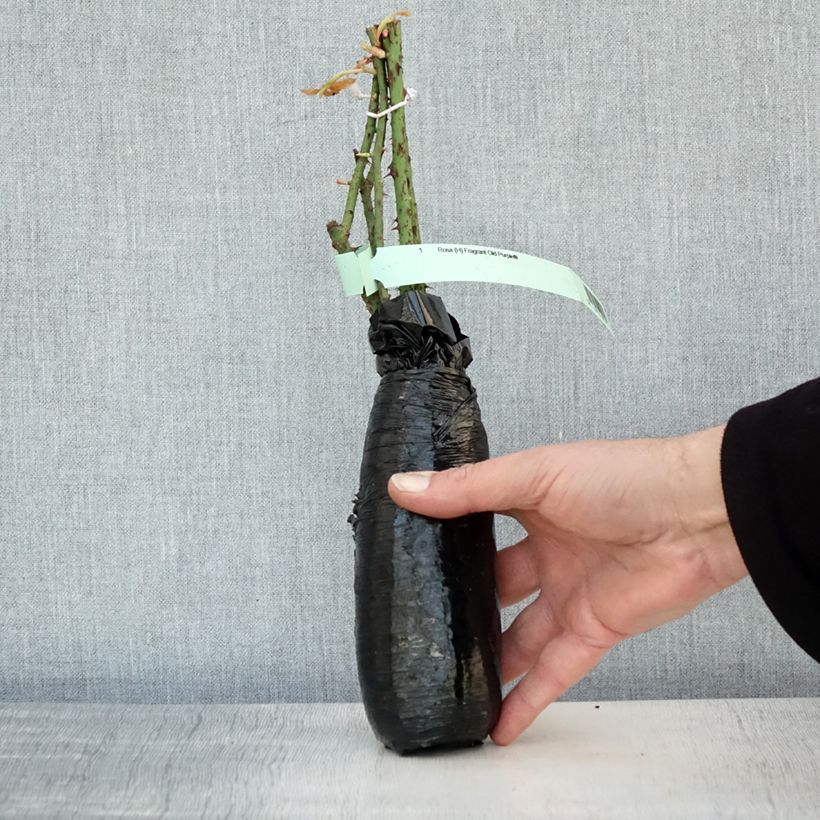 Exemplaar van Rosa Fragrant Old Purple - David Austinroos In kluit zoals geleverd in de winter