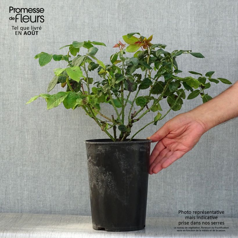 Exemplaar van Rosa Fragrant Old Purple - David Austinroos Pot van 4 l/5 l zoals geleverd in de zomer