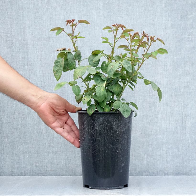 Exemplaar van Rosa Fragrant Old White - Historische roos Pot van 4 l/5 l zoals geleverd in de zomer