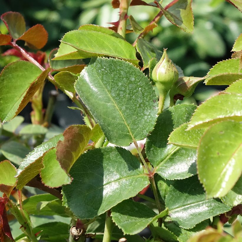 Rosa Fragrant Old White - Historische roos (Blad)