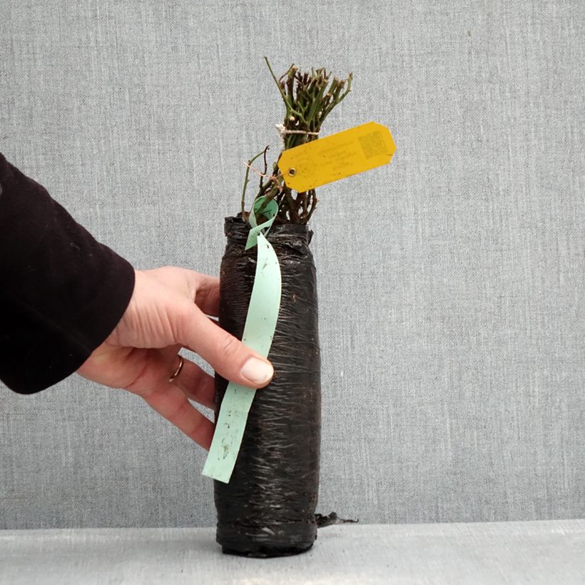 Exemplaar van Rosa Fragrant Old White - Historische roos In kluit zoals geleverd in de winter