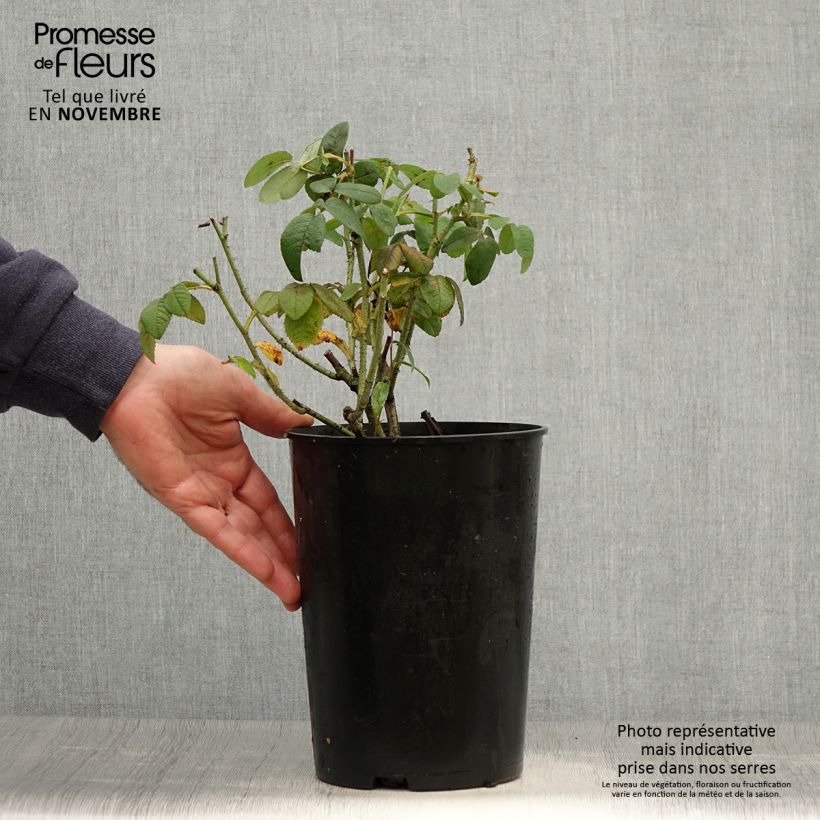 Exemplaar van Rosa gallica Officinalis - Historische roos Pot van 4 l/5 l zoals geleverd in de herfst