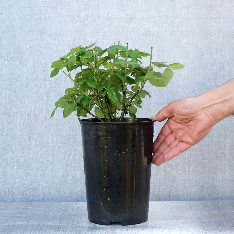 Exemplaar van Rosa gallica Officinalis - Historische roos Pot van 4 l/5 l zoals geleverd in de zomer