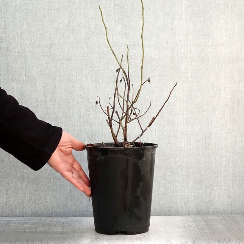 Exemplaar van Rosa gallica Officinalis - Historische roos Pot van 4 l/5 l zoals geleverd in de winter