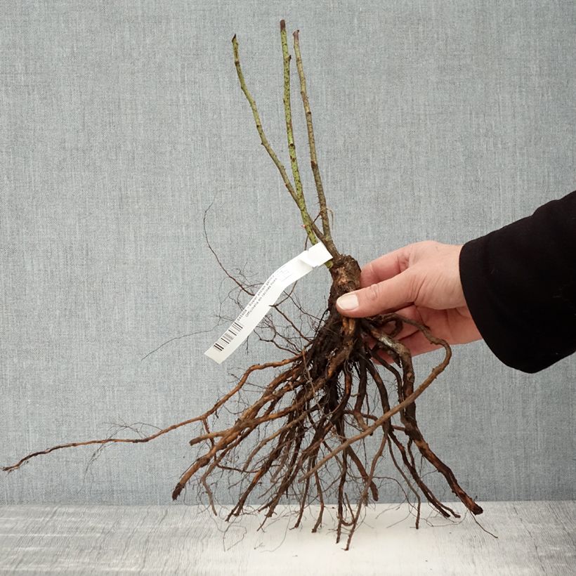 Exemplaar van Rosa gallica Officinalis - Historische roos Naakte wortel zoals geleverd in de winter