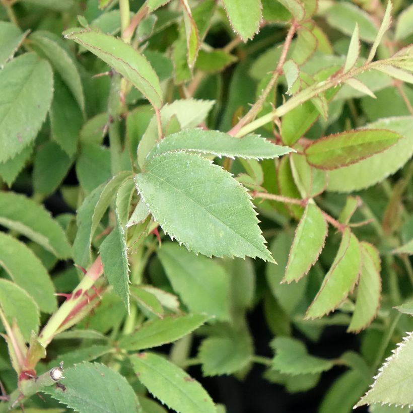 Rosa gallica - Historische roos (Blad)