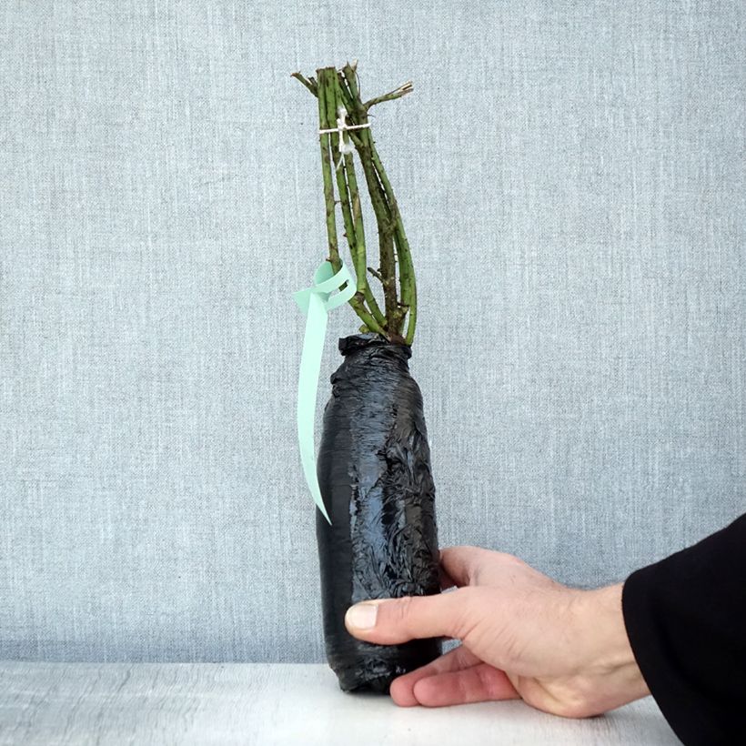 Exemplaar van Rosa gallica - Historische roos In kluit zoals geleverd in de winter