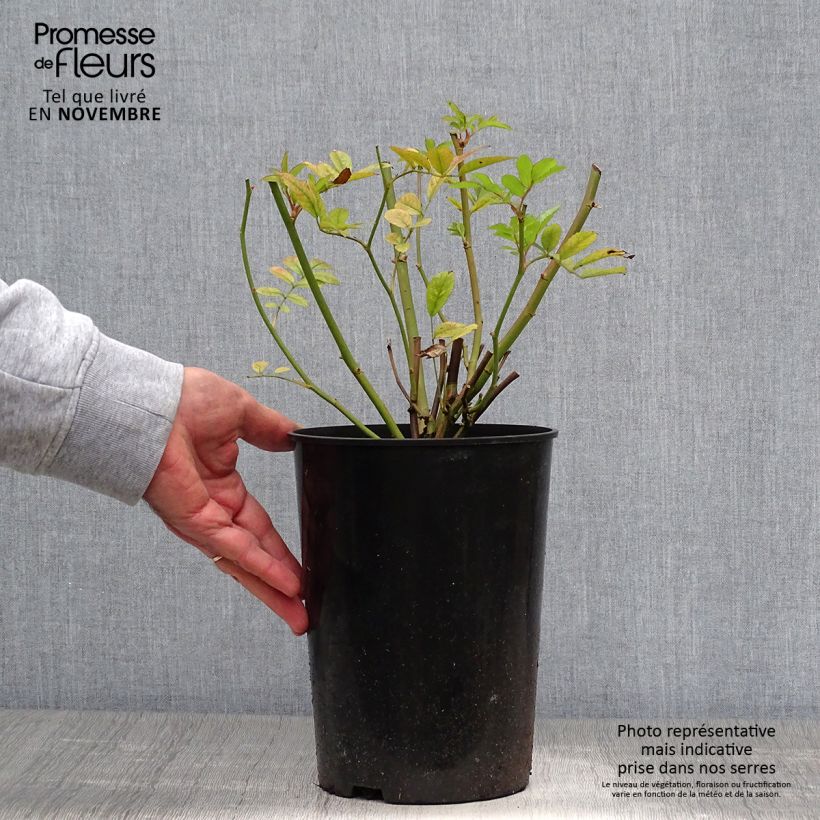 Exemplaar van Rosa Ghislaine de Féligonde - Historische roos Pot van 4 l/5 l zoals geleverd in de herfst