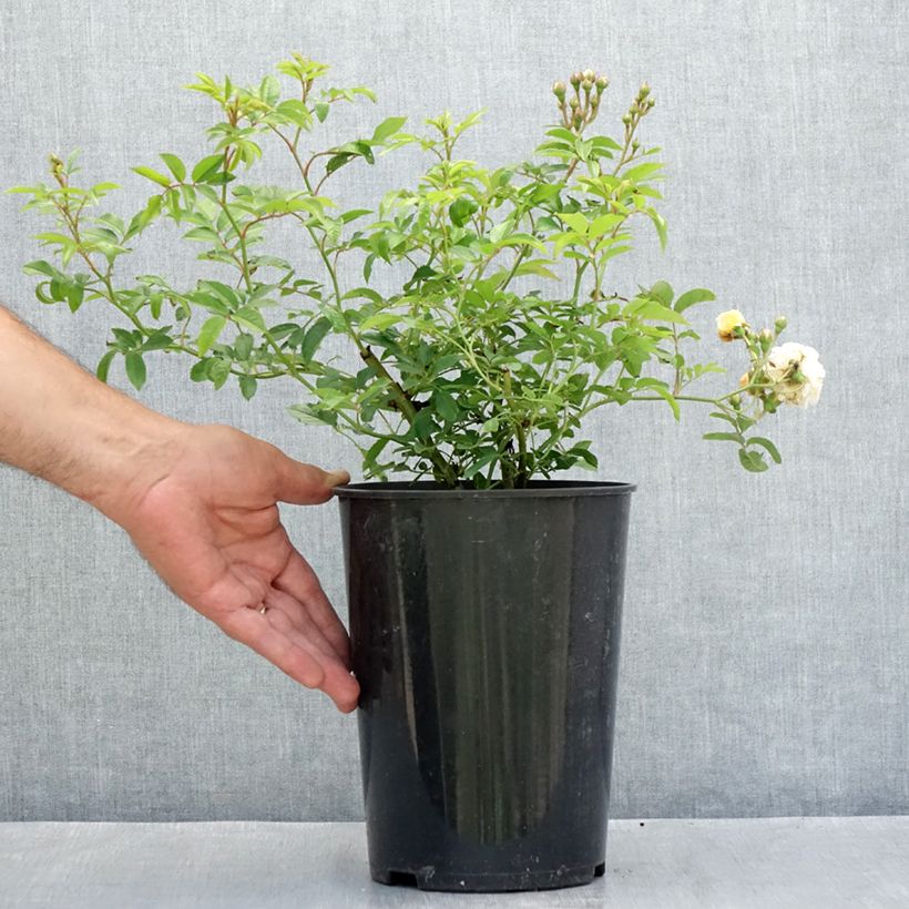Exemplaar van Rosa Ghislaine de Féligonde - Historische roos Pot van 4 l/5 l zoals geleverd in de zomer
