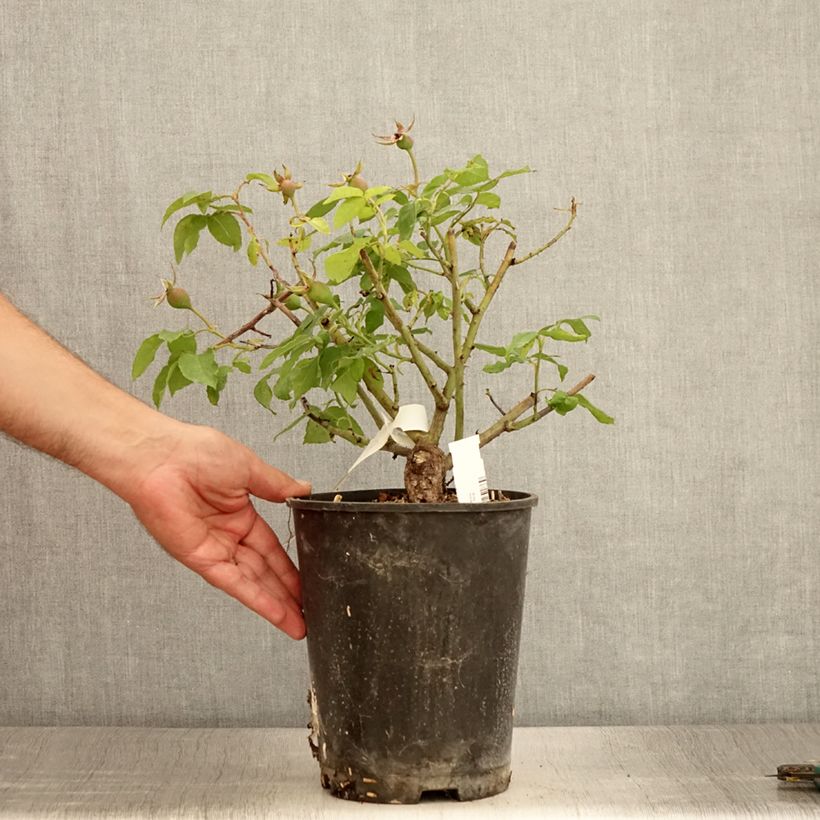 Exemplaar van Rosa gallica Gros Provins Panaché BIO - Historische roos Pot van 4 l/5 l zoals geleverd in de zomer