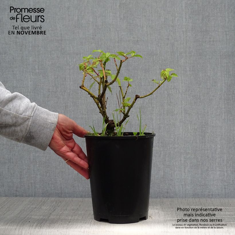 Exemplaar van Rosa Gros Provins Panaché - Historische roos Pot van 4 l/5 l zoals geleverd in de herfst