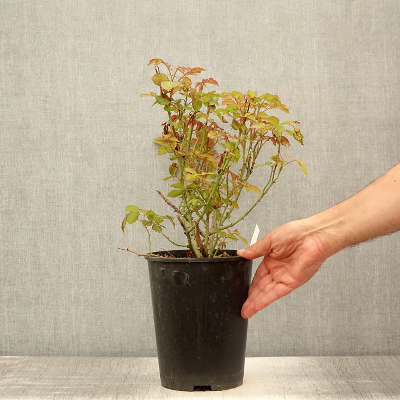 Exemplaar van Rosa Gruss an Aachen - Historische roos Pot van 4 l/5 l zoals geleverd in de zomer