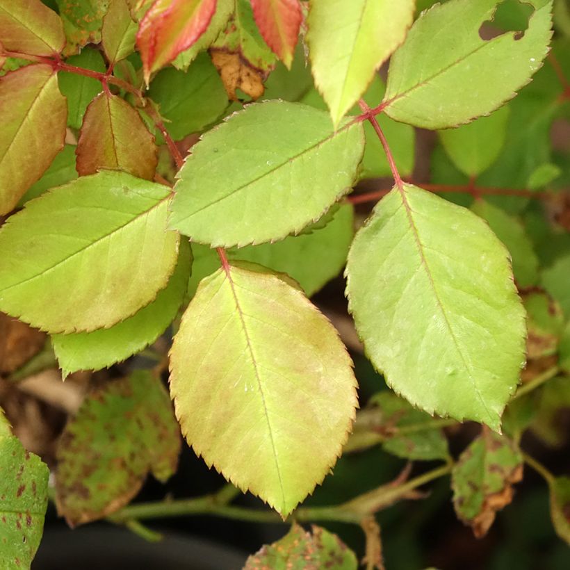 Rosa Gruss an Aachen - Historische roos (Blad)
