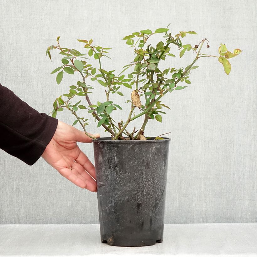 Exemplaar van Rosa Gruss an Aachen - Historische roos Pot van 4 l/5 l zoals geleverd in de herfst