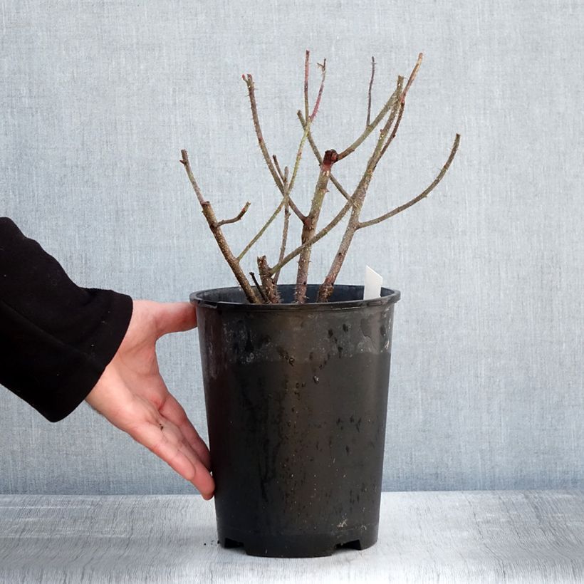 Exemplaar van Rosa Henri Martin - Historische roos Pot van 4 l/5 l zoals geleverd in de winter