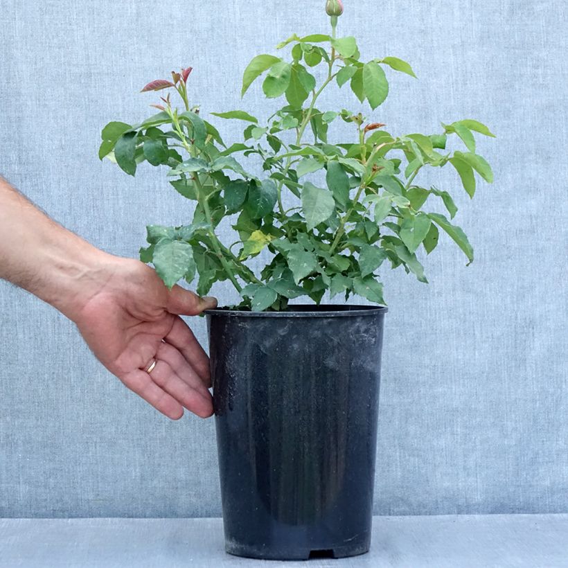 Exemplaar van Rosa Honorine de Brabant - Historische roos Pot van 4 l/5 l zoals geleverd in de zomer