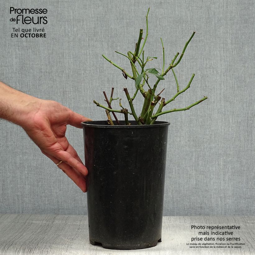 Exemplaar van Rosa Jacqueline du Pré - Grootbloemige roos Pot van 4 l/5 l zoals geleverd in de herfst