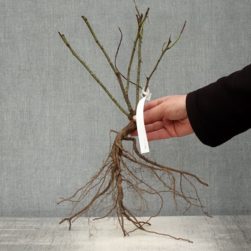 Example of Rosa Jacques Cartier - Historische roos Naakte wortel as you get in hiver