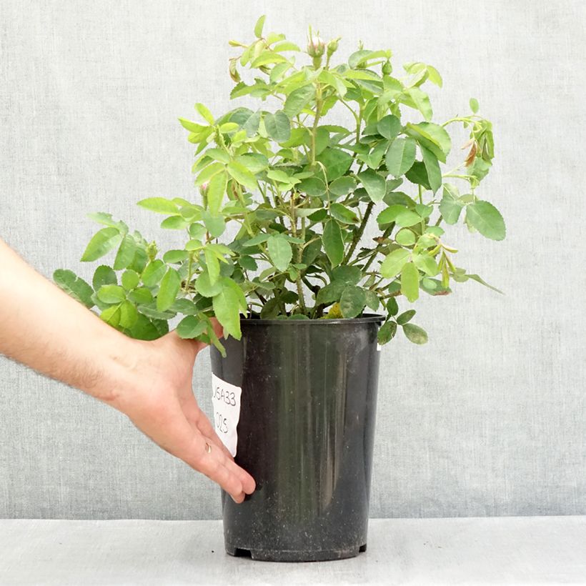 Exemplaar van Rosa Jacques Cartier - Historische roos Pot van 4 l/5 l zoals geleverd in de zomer