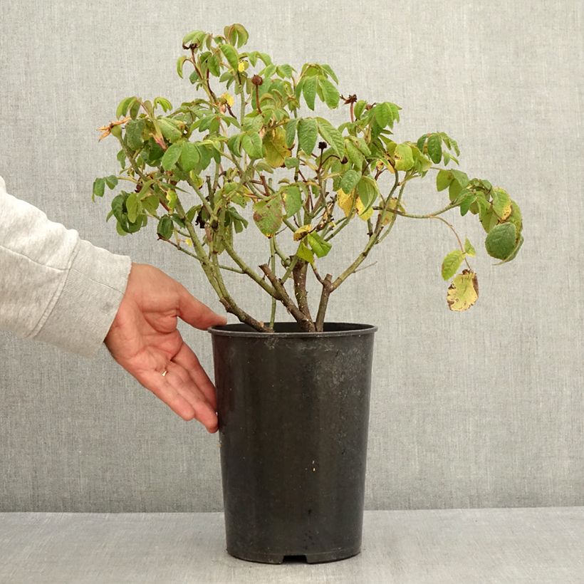 Exemplaar van Rosa Jenny Duval - Historische roos Pot van 4 l/5 l zoals geleverd in de zomer