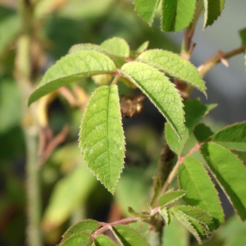 Rosa Jenny Duval - Historische roos (Blad)