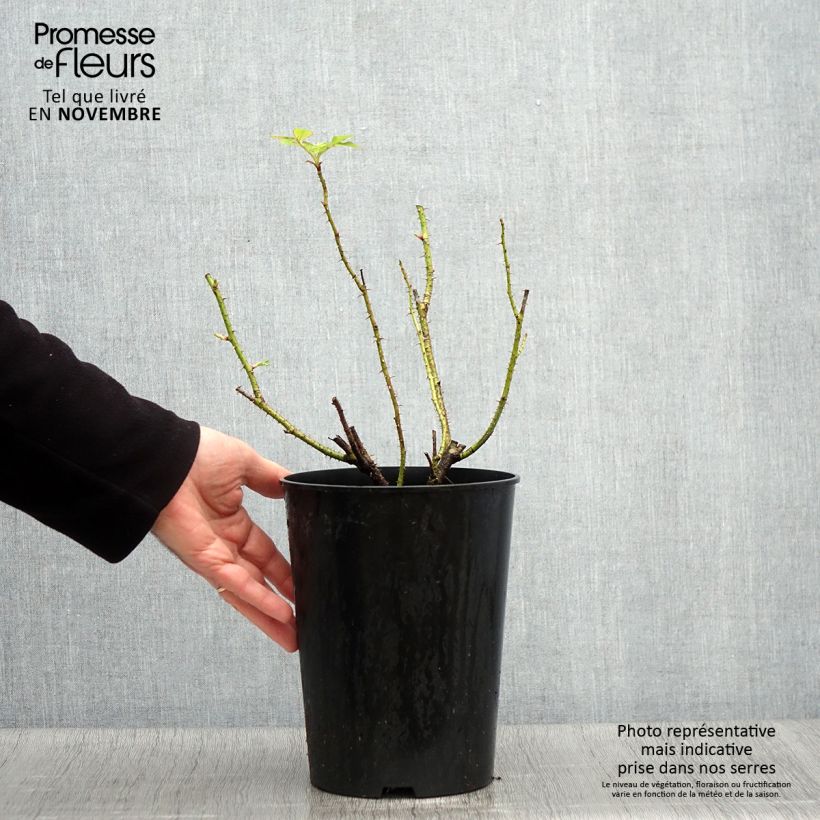Exemplaar van Rosa Kazanlik - Historische roos Pot van 4 l/5 l zoals geleverd in de herfst