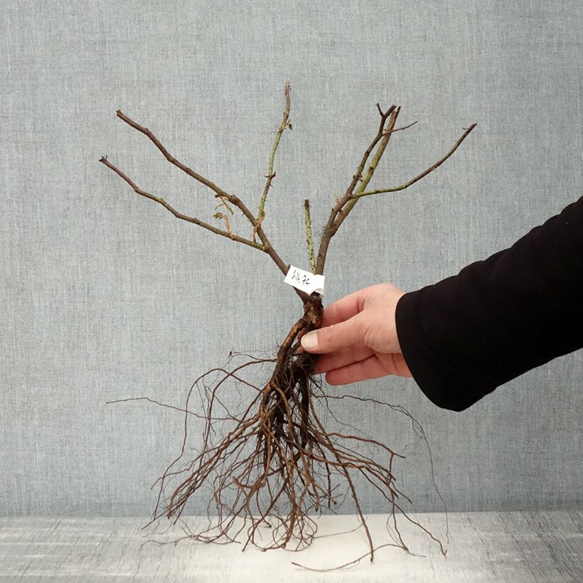 Example of Rosa Kazanlik - Historische roos Naakte wortel as you get in hiver