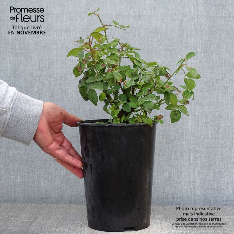 Exemplaar van Rosa La Reine Victoria - Historische roos Pot van 4 l/5 l zoals geleverd in de herfst