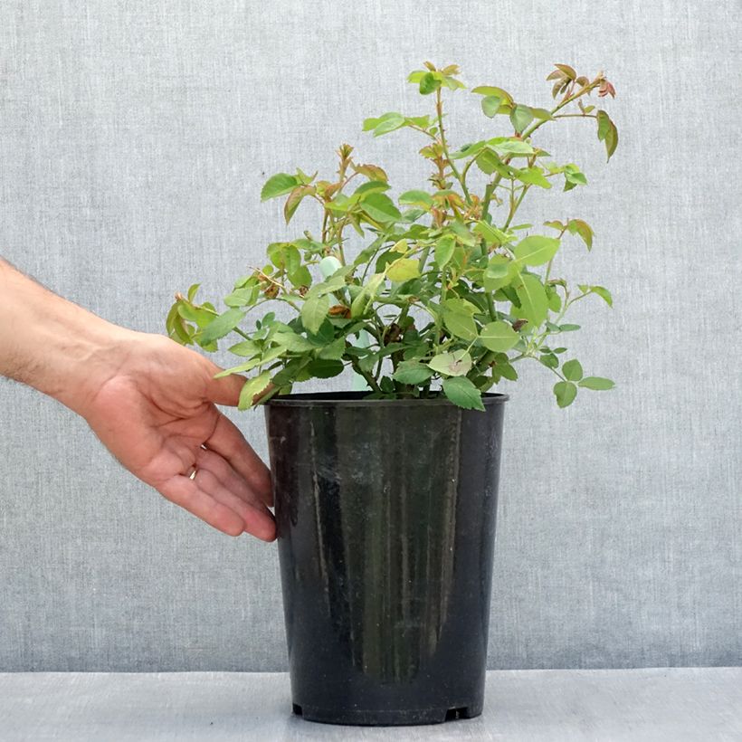 Exemplaar van Rosa La Reine Victoria - Historische roos Pot van 4 l/5 l zoals geleverd in de zomer