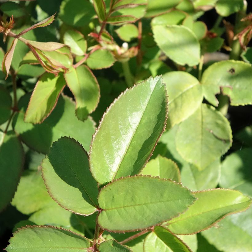 Rosa La Reine Victoria - Historische roos (Blad)