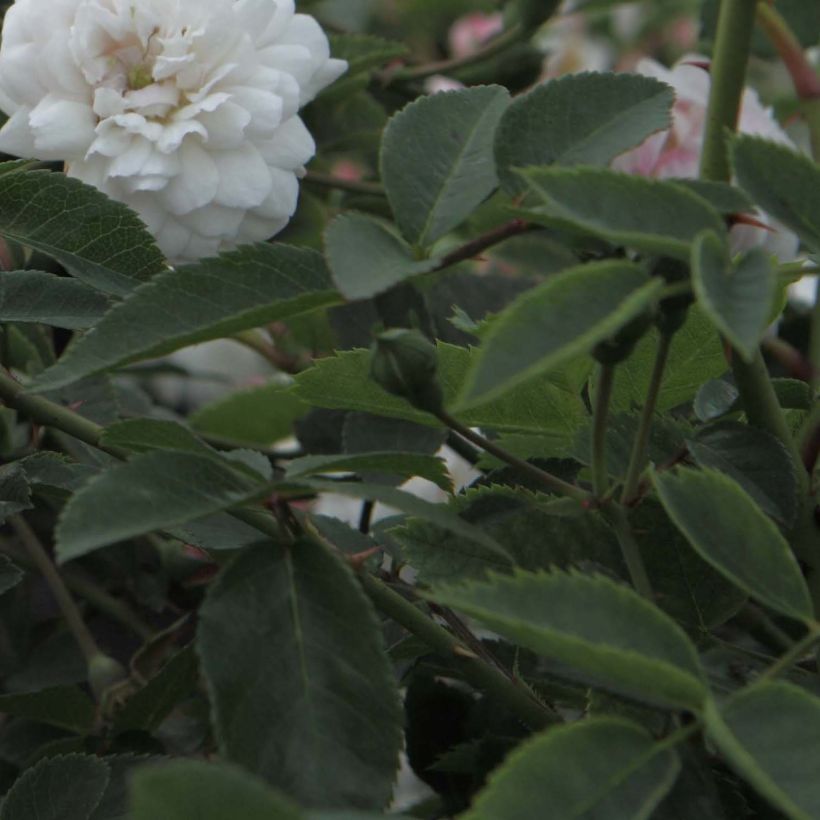 Rosa Little White Pet - Historische roos (Blad)