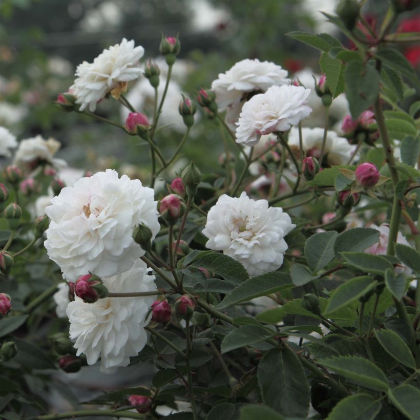 Rosa Little White Pet - Historische roos (Bloei)