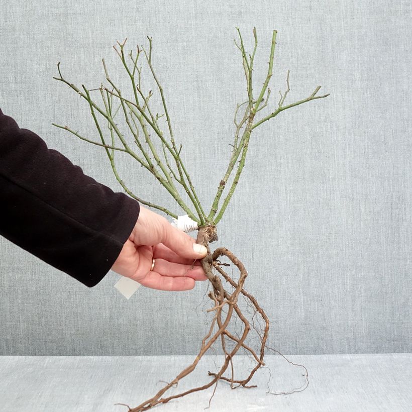 Exemplaar van Rosa Little White Pet - Historische roos Naakte wortel zoals geleverd in de winter