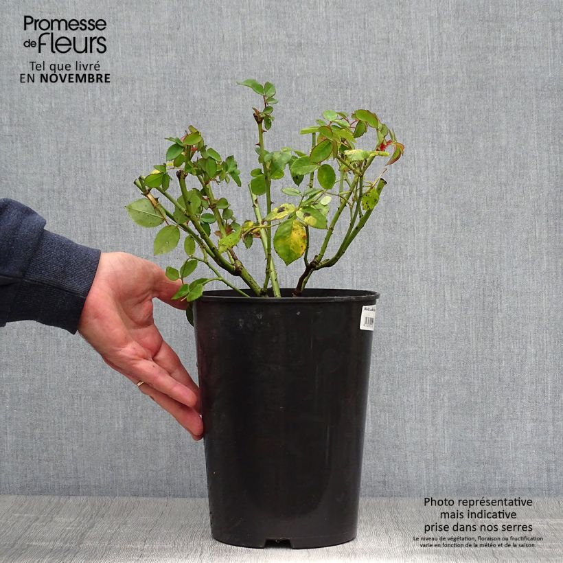 Exemplaar van Rosa Louise Odier - Historische roos Pot van 4 l/5 l zoals geleverd in de herfst