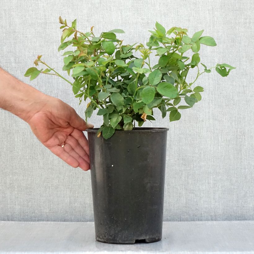 Exemplaar van Rosa Louise Odier - Historische roos Pot van 4 l/5 l zoals geleverd in de zomer