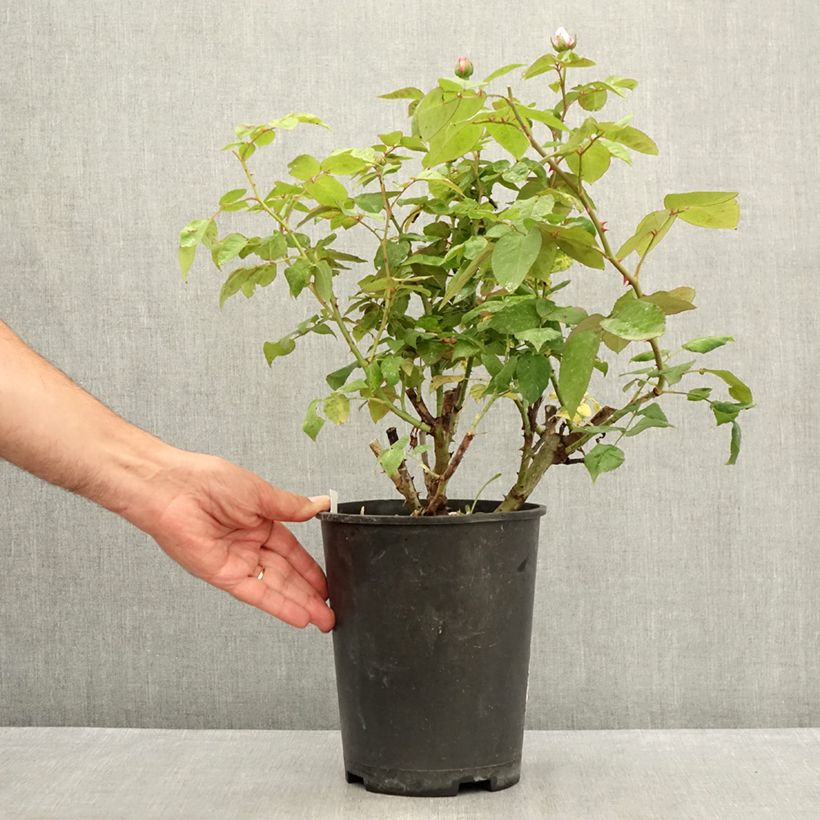Exemplaar van Rosa Madame Ernest Calvat - Historische roos Pot van 4 l/5 l zoals geleverd in de zomer
