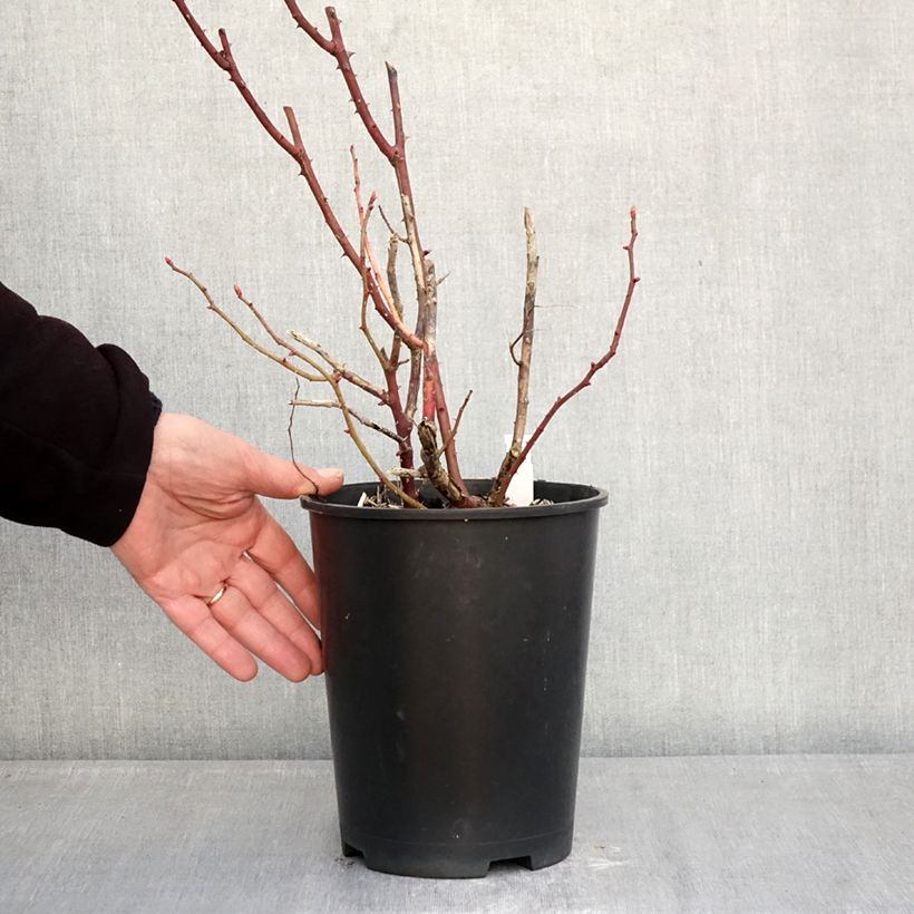 Exemplaar van Rosa Madame Ernest Calvat - Historische roos Pot van 4 l/5 l zoals geleverd in de winter