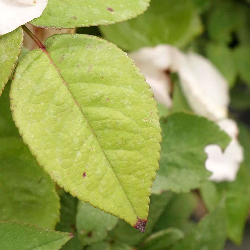 Rosa Madame Ernest Calvat - Historische roos (Blad)